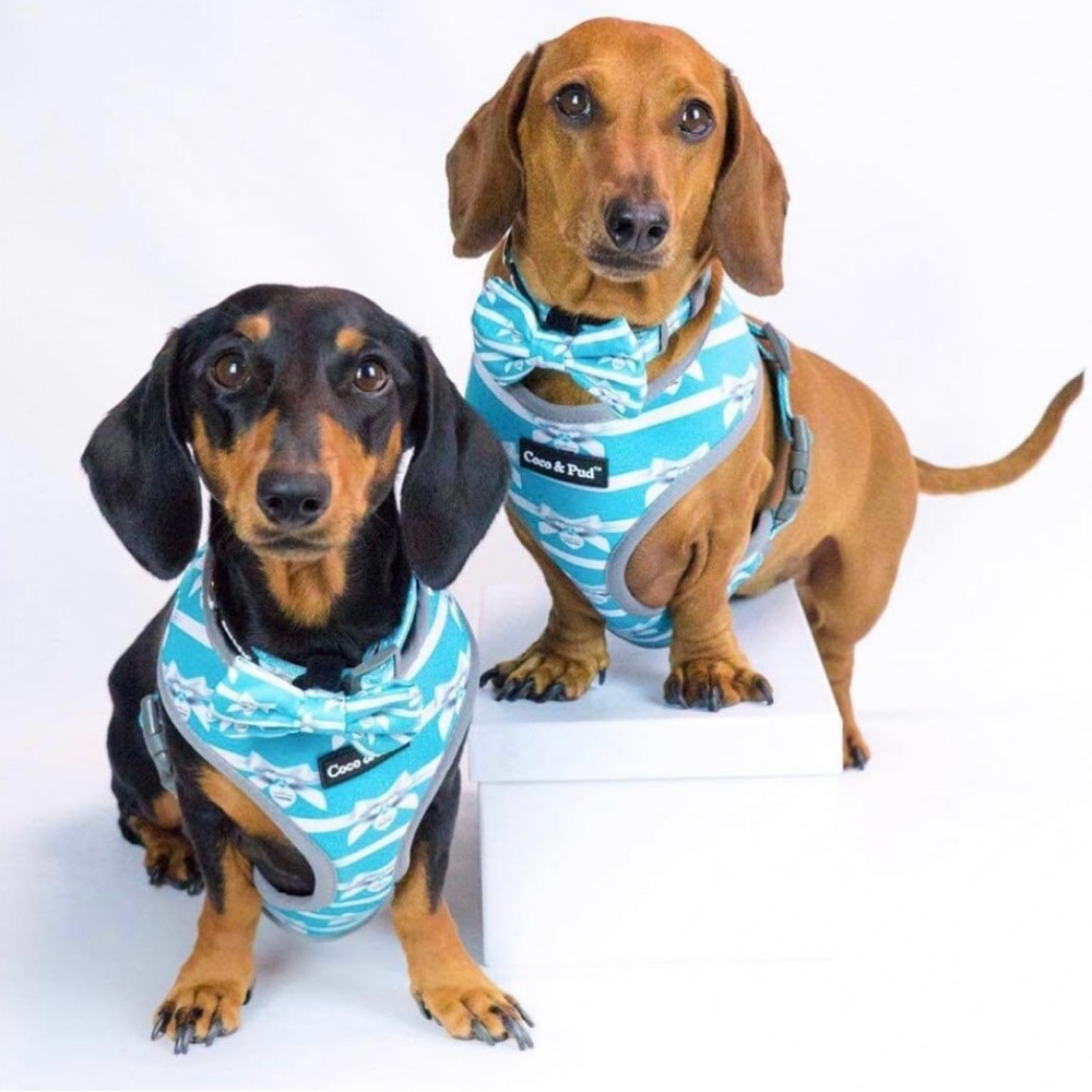 Coco & Pud Audrey Dog Harness, Tiffany Blue/White, X-Small, Small, NWOT - Picture 3 of 9